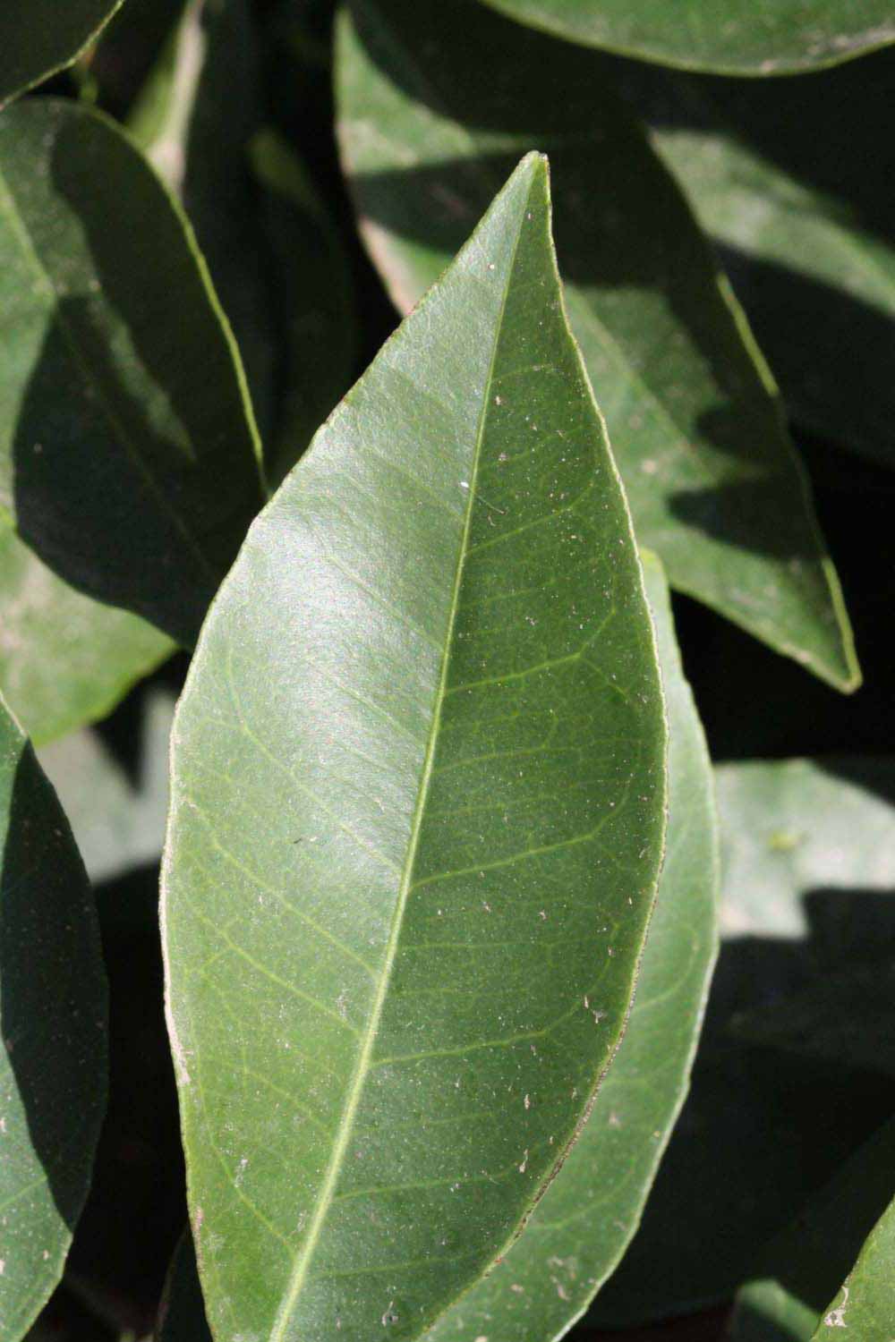              Margin (Riverside, CA)       